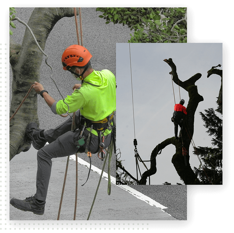 A man in yellow jacket and orange helmet working on tree.