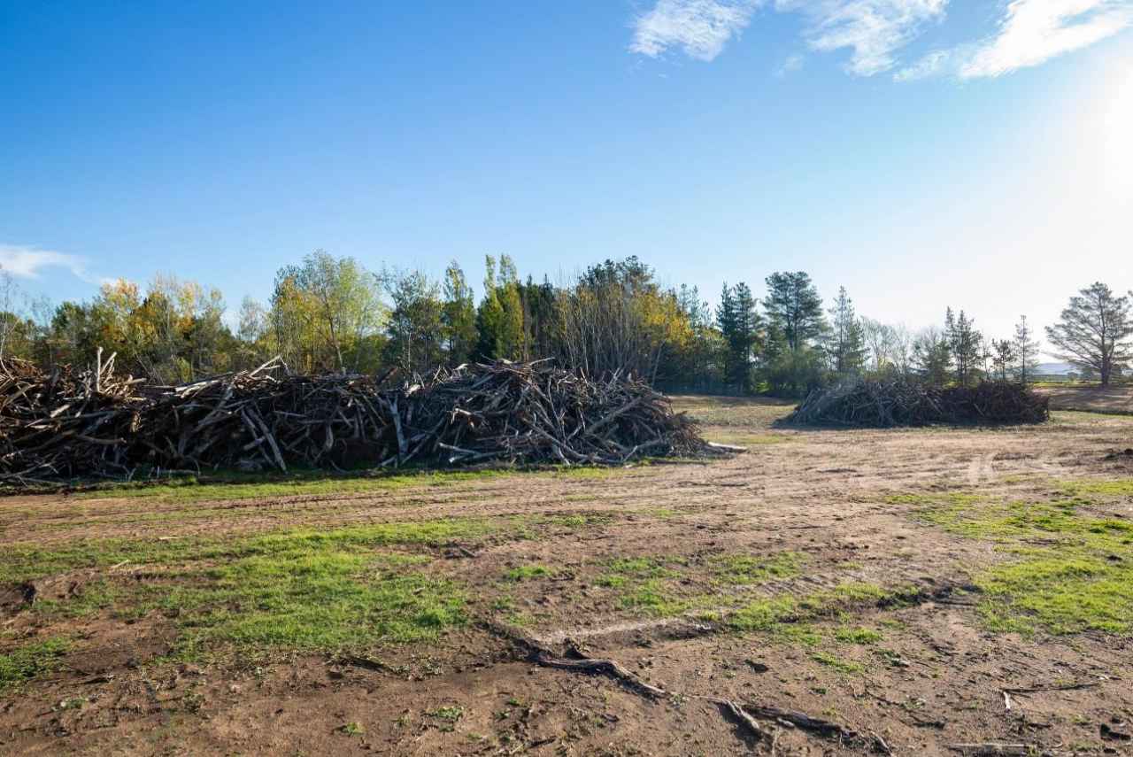 A field with many trees and lots of debris
